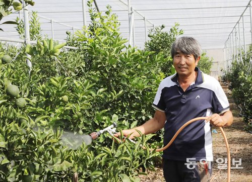 ‘방풍망 한라봉’ 첫 시도… 최고봉 우뚝