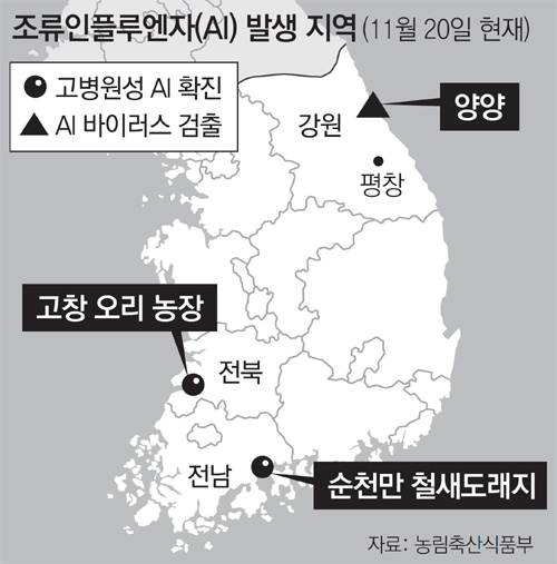 순천만 AI 고병원성 확진… 평창 인접 양양서도 바이러스 검출