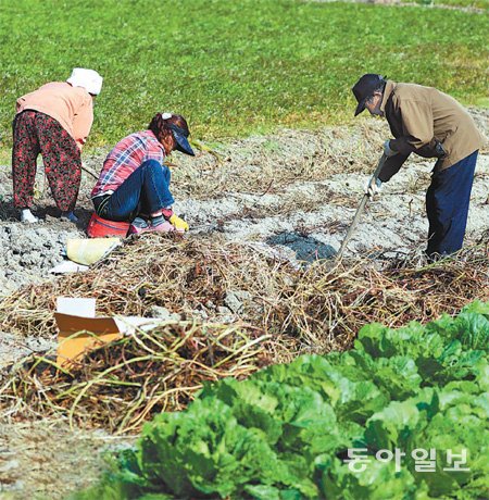 고구마 수확 분주