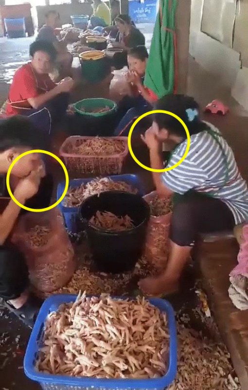 [영상]‘뼈 없는 닭발’ 이렇게 만드는거 였어?…입맛 ‘뚝’