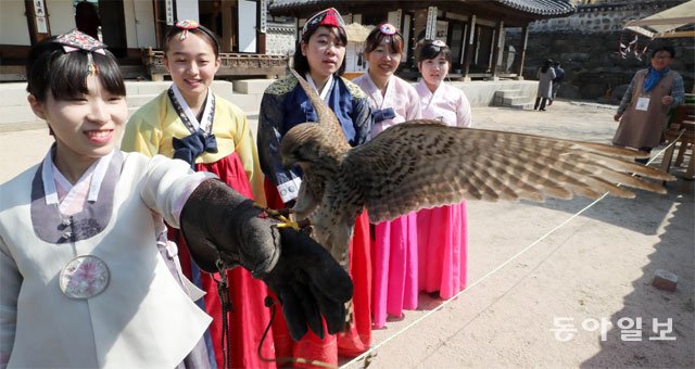 “내 팔에 황조롱이가…” 매사냥 체험하는 관광객들