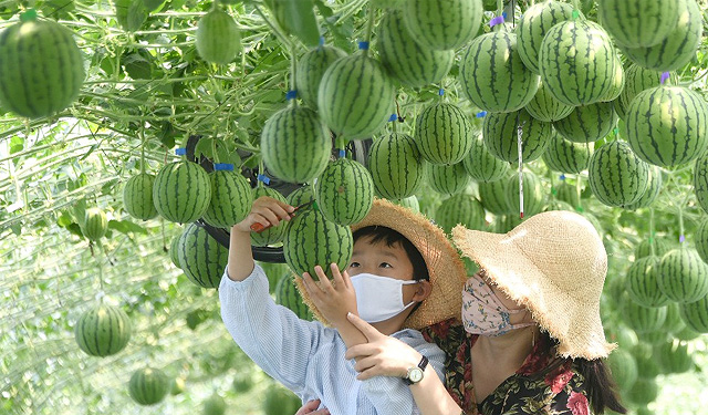 애플수박 수확 체험
