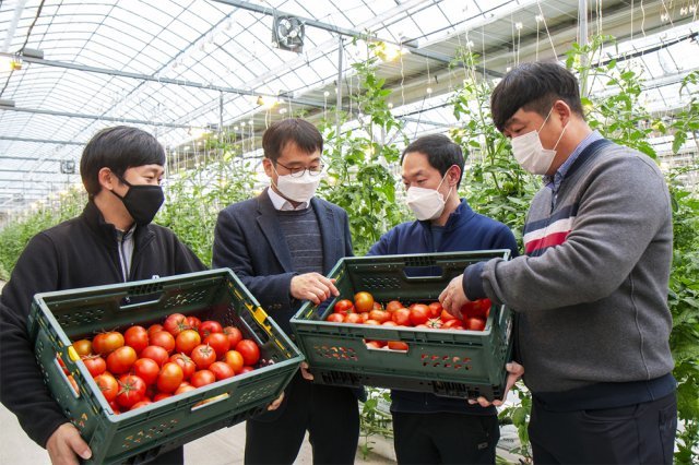 신세계푸드 5년치 토마토 선구매, “스마트팜 지원”