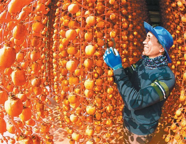 보기만 해도 달콤… 여물어가는 영동 곶감