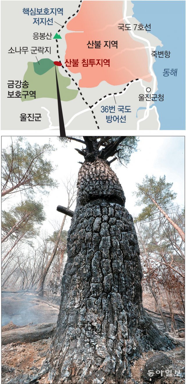 금강송 군락지, 한때 불길에 뚫려… 큰 피해 없지만 일부 불타