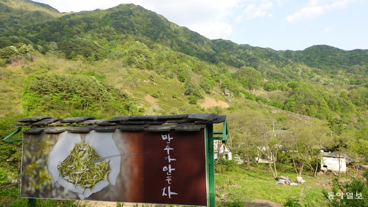 하동 녹색 茶대전, 누가 ‘천년의 차향’ 왕좌 차지할까[수토기행]