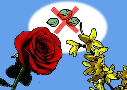 장미와 개나리 열매 본 사람?[서광원의 자연과 삶]〈86〉