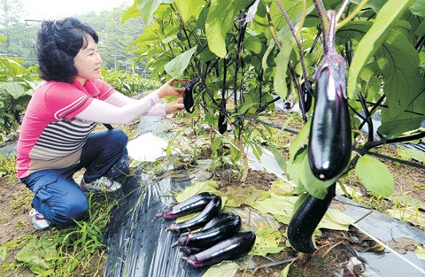 <국민건강 농업인 행복찾기>제값에 팔고 값싸게 사고… “맛도 향도 차원이 달라”
