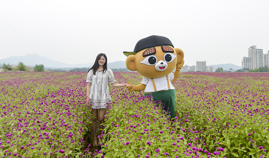 ‘1000만송이 천일홍 군락지’ 구경오세요