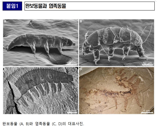 5억 년 전 물곰의 조상, 지금보다 1000배 컸다!
