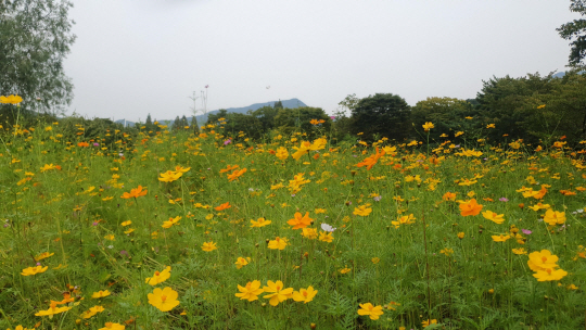 서울대공원 “꽃과 단풍 어우러진 산책로에서 가을 정취 느끼세요”