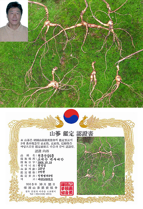 심봤다 107년된 산삼6뿌리 횡재