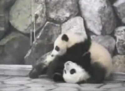 [오늘의 이슈]판다곰 맞짱 외