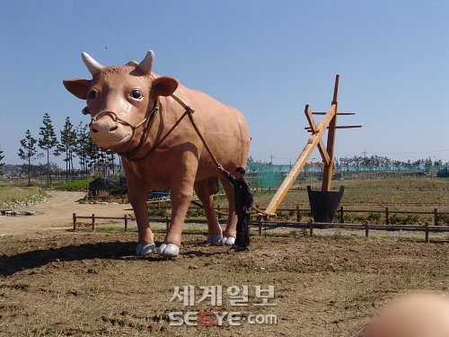 세계에서 가장 큰 쟁기 끄는 황소