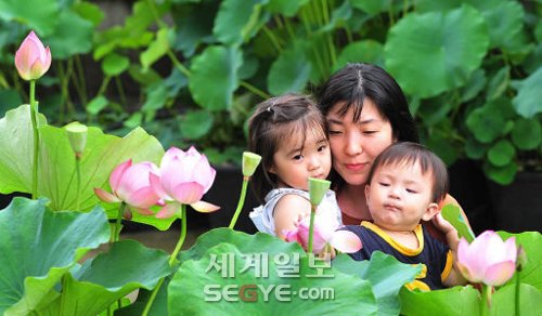 연꽃도… 가족도… 예뻤다