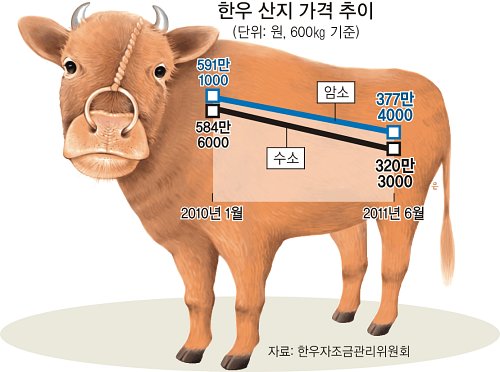 한우가 기가 막혀… “한마리 팔면 100만원 손해”