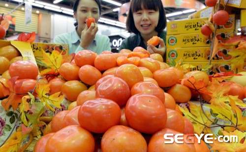 [포토] 청도산 햇 홍시 맛보세요