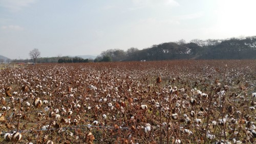 경주 동부사적지 목화 꽃 만개