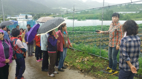 포항시, 농특산물 직거래 소비자 초청 ‘농장체험행사’ 진행