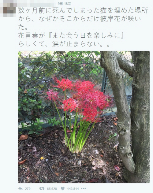 하늘에서 고양이가 보낸 꽃 메시지 다시 만나요