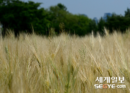 [사진in세상] 바람이 분다 황금 물결이 넘실대는 보리밭