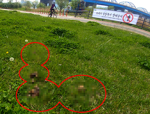 “개똥 치우고 가세요”…반려견 ‘펫티켓’ 어디에? [김기자의 현장+]
