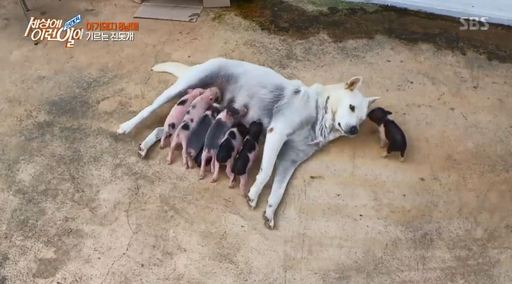 새끼 돼지 8마리에 젖 물리는 개 ‘복실이’(순간포착 세상에 이런 일이)