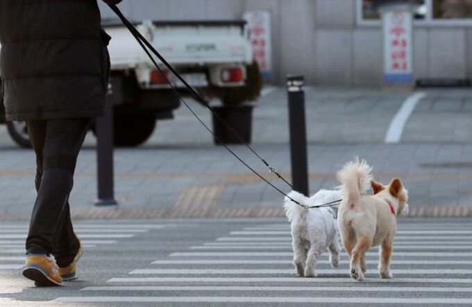 다리 아픈 반려견 대박이의 ‘이 행동’ 때문에…20년간 月 700만원 복권 당첨