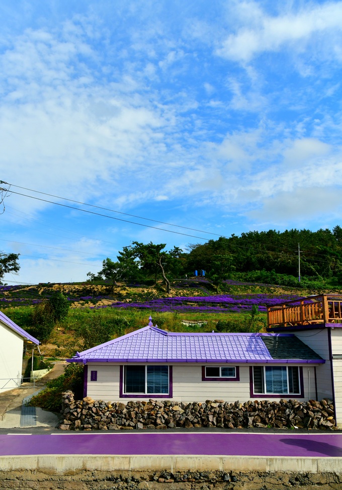 ‘I PURPLE YOU’… 천사대교 건너 만나는 보라세상 신안 퍼플섬 트레킹 [최현태 기자의 여행홀릭]