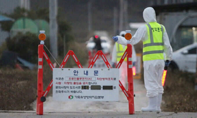 전남 영암·장흥 오리농장서 고병원성 AI 발생