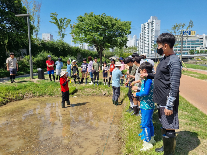대구공공시설관리공단, 신천둔치 논·둠벙 모내기 체험행사