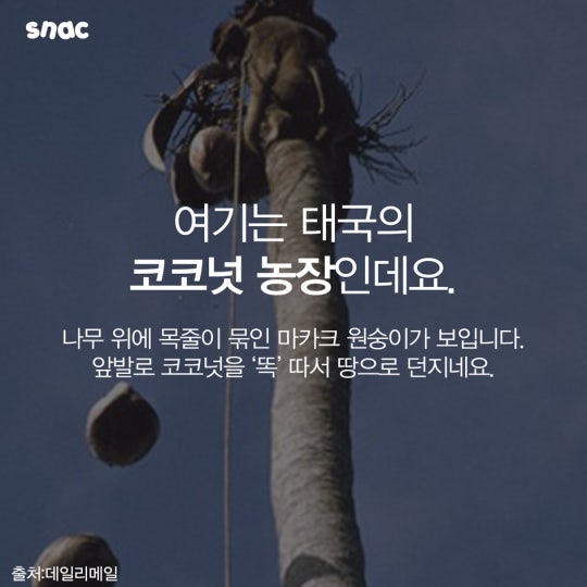 코코넛 워터의 비밀 ..................JPG | 인스티즈