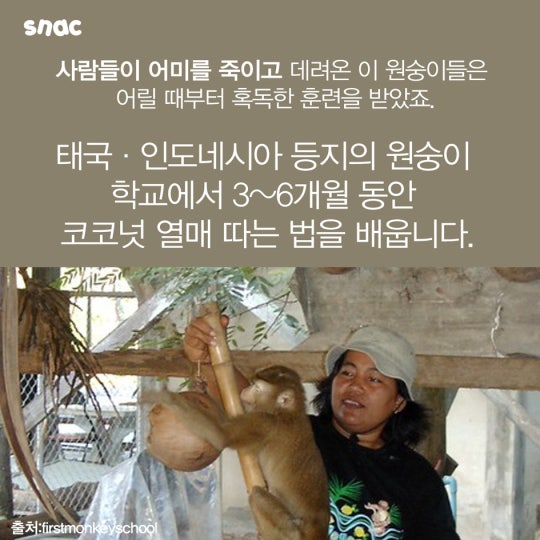 코코넛 워터의 비밀 ..................JPG | 인스티즈
