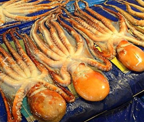 낙지 훔쳐먹고 아닌 척...입 주변 묻은 먹물에 덜미