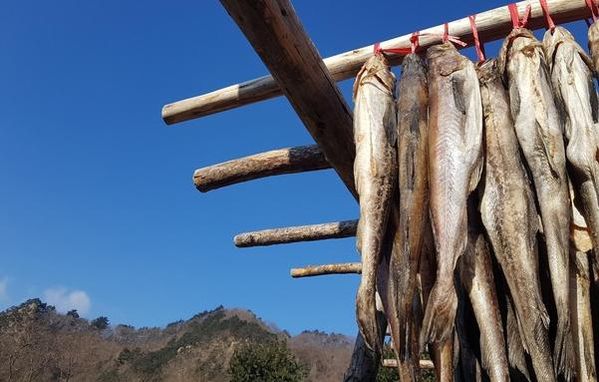 [공복 김선생] 명태·깡태·황태·북어·코다리… 모두 한 생선이랍니다