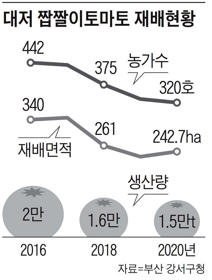 [아무튼, 주말] 신도시 개발, 신공항 발표에 ‘짭짤이 토마토’가 운다