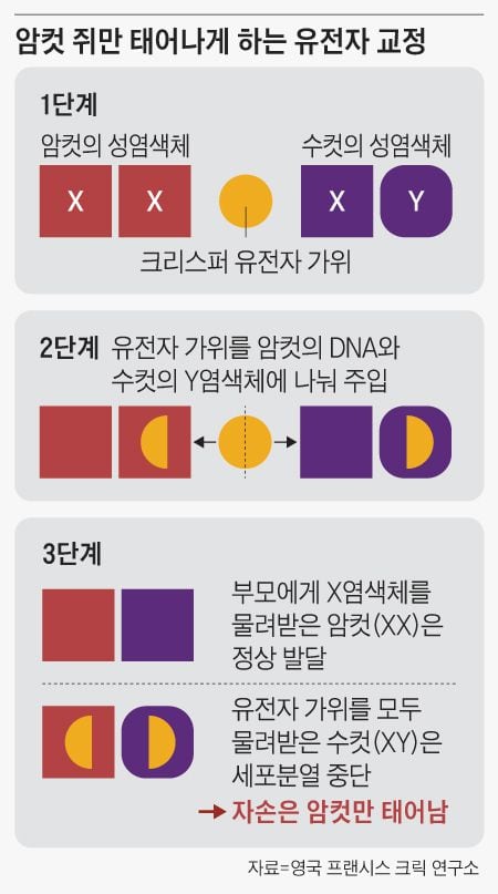 원하는 성별로 유전자 교정… 병아리 60억 마리 살처분 막는다
