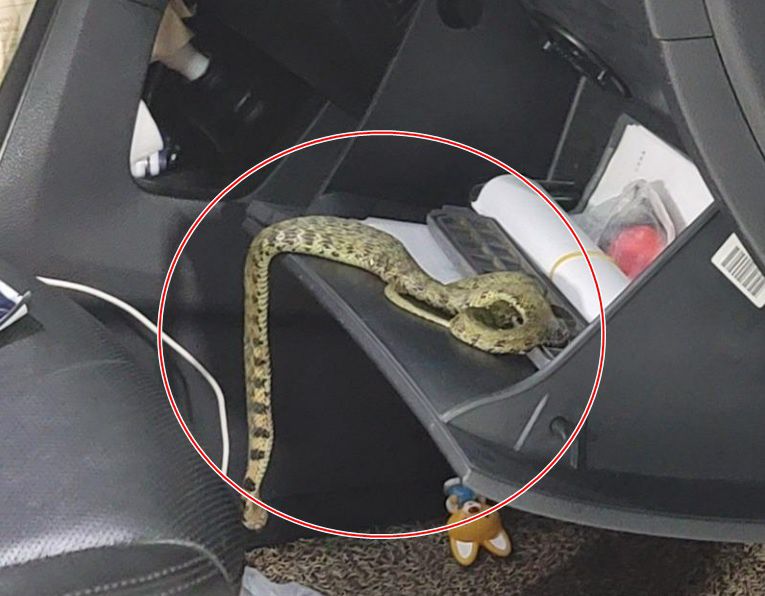 車 에어컨서 썩은 냄새…필터 꺼냈더니 ‘독사’ 나왔다
