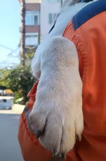 ‘붕대 투혼’ 토백이 끌어안은 구조대원... “걱정 마시라”
