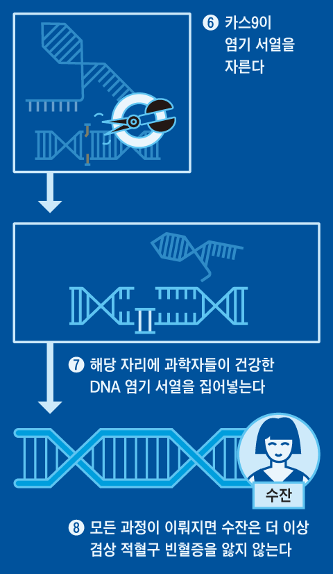 유전자 가위 적용한 첫 치료제… 올해 美서 허가될 듯