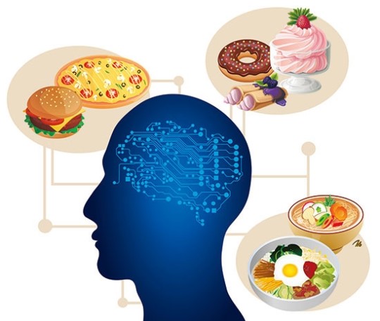 [사이언스 오디세이] 단맛에 집착하는 뇌회로?…음식중독 치료할 수 있는 단초