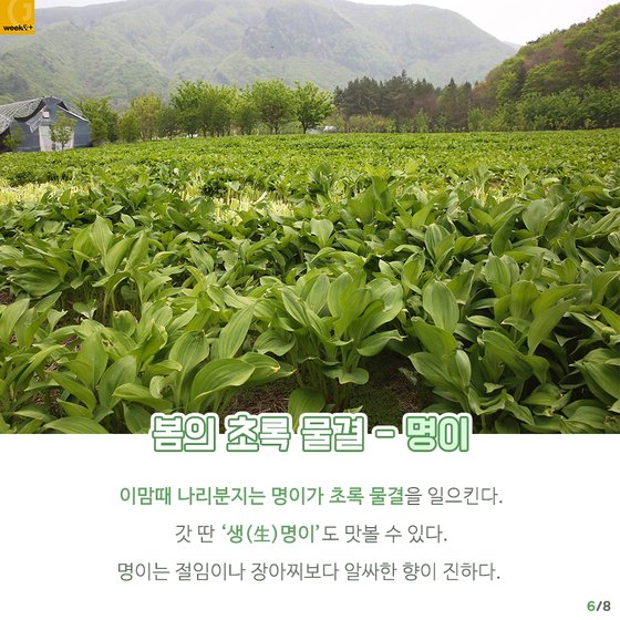 [카드뉴스] 독도새우 vs 명이…군침 도는 울릉도 봄맛 전쟁