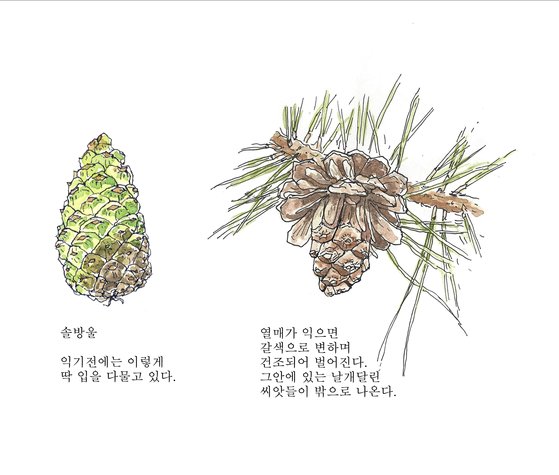 [소년중앙] 황경택 쌤과 자연이랑 놀자 23.상록수