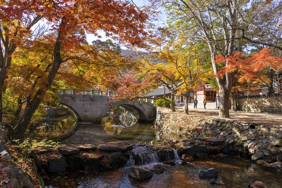 [일일오끼] 살살 녹는 풍천장어, 조개의 여왕 백합···선운사 단풍도 식후경
