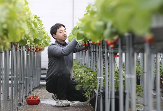 [2030 서울탈출기] ④ 32세 사장님의 딸기농장…이 시국에도 손님 3800명 비결