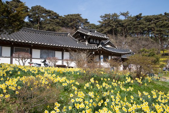 상춘객 차량들 왜 4㎞ 줄설까…서산 백년 고택 ‘수선화의 기적’