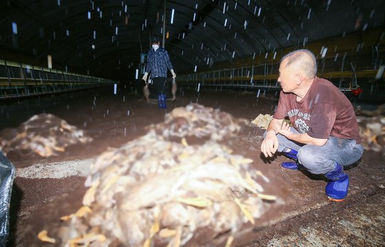 조류독감도 견뎠는데… 370㎜ 폭우 덮친 3만마리 오리농장 [르포]