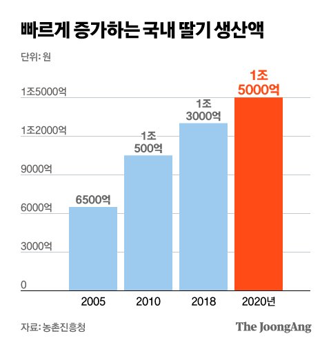 딸기엔 떡볶이?…호텔 뷔페서 편의점까지 휩쓴 겨울딸기 폭풍