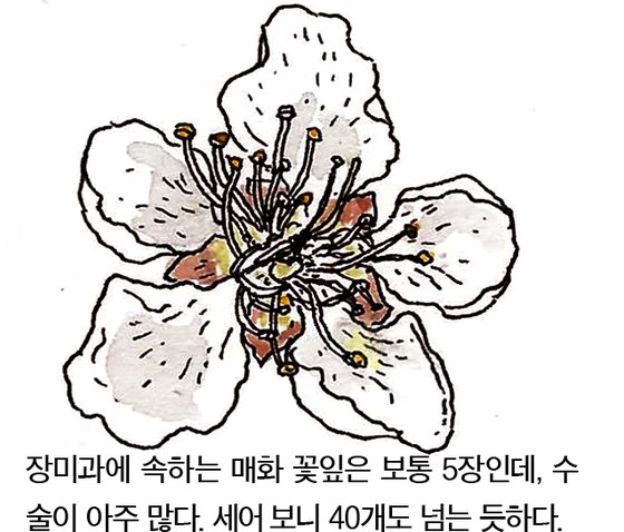 [소년중앙] 그윽한 매화 향기…가장 먼저 봄소식 전해요