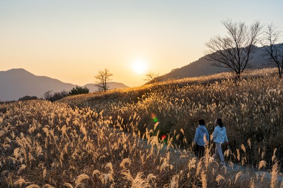 文도 거닐었다…황금물결 펼쳐진 영남알프스의 보물